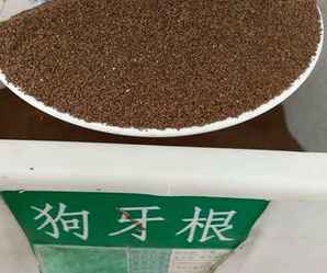 狗牙根种子，狗牙根种子
