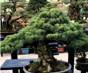 大阪松盆景摘芽，大阪松逼芽缩枝方法