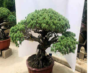 大阪松盆景摘芽，大阪松逼芽缩枝方法