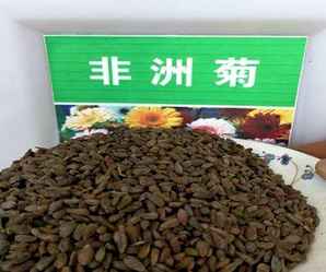 非洲菊种子，非洲菊种子