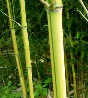 金镶玉竹一平方多少株，金镶玉竹一平米种植几棵