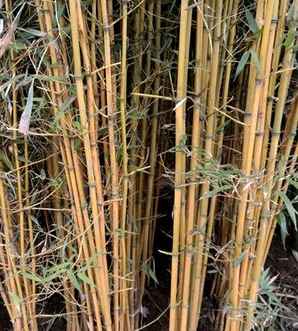 金镶玉竹一平方多少株，金镶玉竹一平米种植几棵