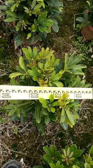 鸭脚木价格行情走势工程造价，鸭脚木基地价