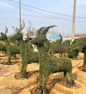 女贞造型树价格是多少钱一棵，郴州亮晶女贞造型树价格
