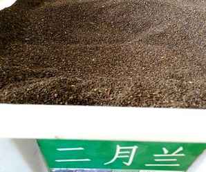 二月兰种子，二月兰种子