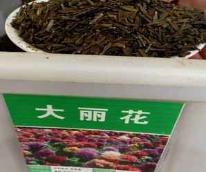 大丽花种子，大丽花种子批发价格