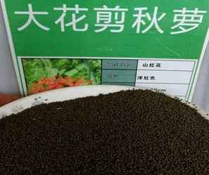 大花剪秋萝种子，莱州大花剪秋萝