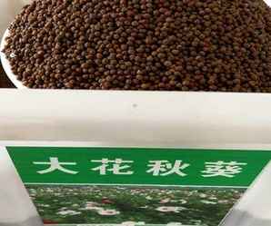 大花秋葵种子，大花秋葵种子当年能开花吗
