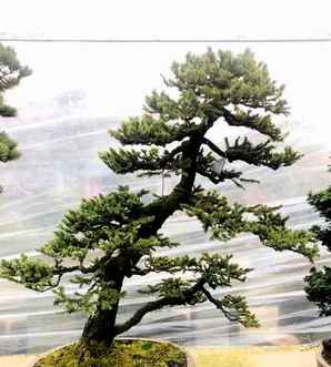虾夷松盆景的养护，虾夷松盆景图片大全