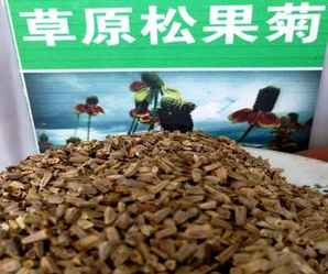 草原松果菊种子哪里采摘，草原松果菊种子