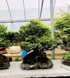 虾夷松盆景的养护，虾夷松盆景图片大全