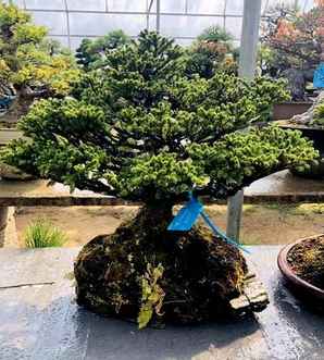 虾夷松盆景的养护，虾夷松盆景图片大全