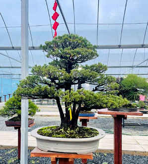 五针松盆景价格多少钱一盆，五花松盆景价格