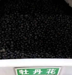 牡丹花种子种植多久开花，牡丹花种子种植几年开花