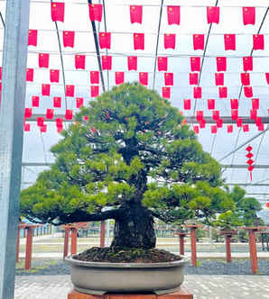 五针松盆景价格多少钱一盆，五花松盆景价格