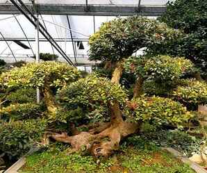 赤楠盆景小苗怎么养护，灏忓彾璧ゆ灏忚嫍澶氫箙闀跨矖