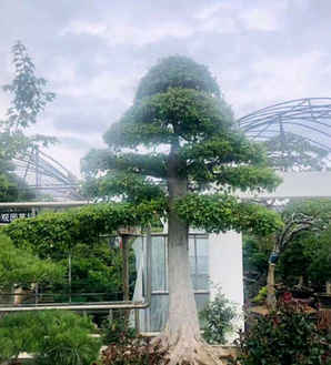 三角枫盆景五月份种植吗，三角枫地景盆景价格多少
