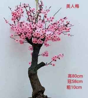 美人梅老桩盆景造型，美人梅盆景的养殖方法