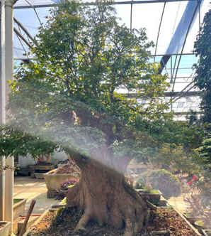 三角枫盆景五月份种植吗，三角枫地景盆景价格多少