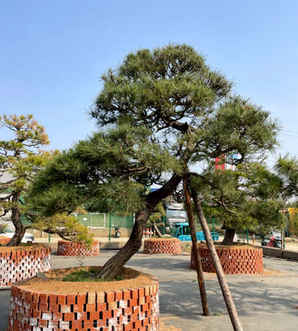 三河黑松盆景的价格，获奖三河黑松盆景