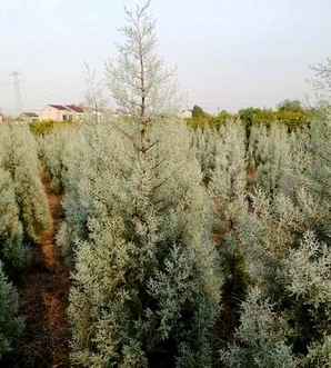 蓝冰柏的种植方法，蓝冰柏为啥长不高