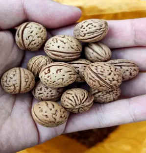 碧桃种多久开花结果，碧桃种子种植时间
