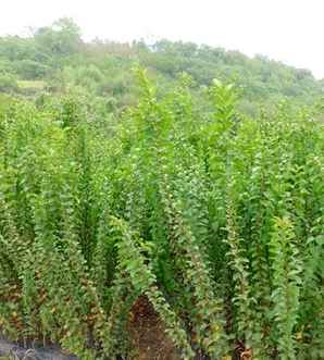 速生紫薇简介，速生紫薇图片