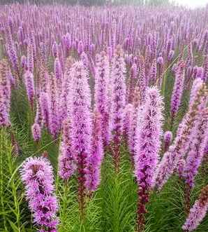蛇鞭菊，蛇鞭菊花期多久