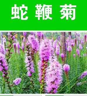 蛇鞭菊，蛇鞭菊花期多久