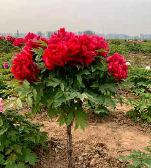 牡丹花是什么颜色，牡丹花是什么颜色