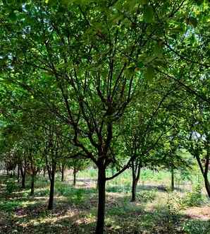 木瓜海棠种植用什么土，木瓜海棠为什么不好养