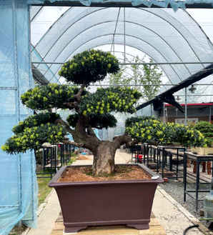 罗汉松怎么种植方法，佛山罗汉松种植基地