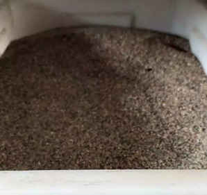 紫罗兰种子的催芽种植方法，紫罗兰种子催芽