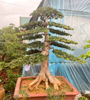 罗汉松怎么种植方法，佛山罗汉松种植基地