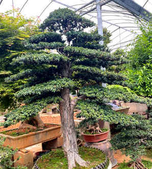 罗汉松怎么种植方法，佛山罗汉松种植基地