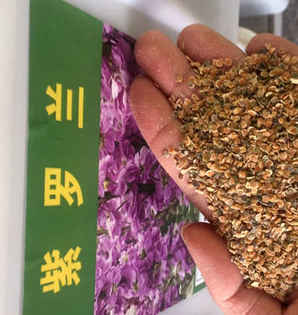 紫罗兰种子的催芽种植方法，紫罗兰种子催芽