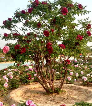 牡丹花苗在什么地方买最好，牡丹花小苗基地在哪里