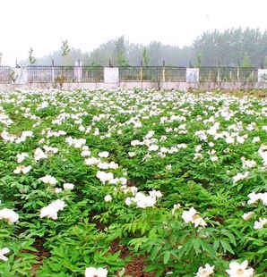 牡丹花苗在什么地方买最好，牡丹花小苗基地在哪里