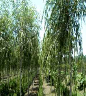 垂柳种植方法，垂柳种植方法