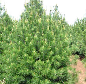 白皮松树苗种植间距，白皮松种植基地