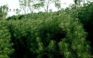 白皮松树苗种植间距，白皮松种植基地