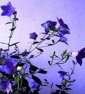 桔梗花，桔梗花插花教程