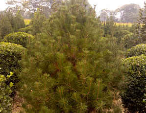 白皮松树苗种植间距，白皮松种植基地
