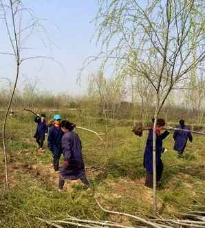 垂柳能水培吗，柳树适合水培种植吗
