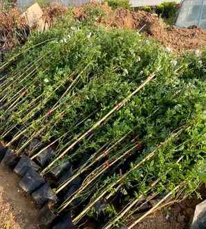 蔷薇是什么植物，蔷薇植物怎么养
