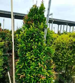 红车小苗价格多少钱