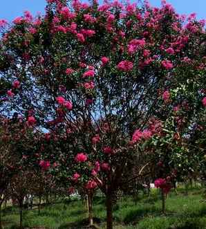 红花紫薇适合什么地方，江苏红花紫薇种植基地