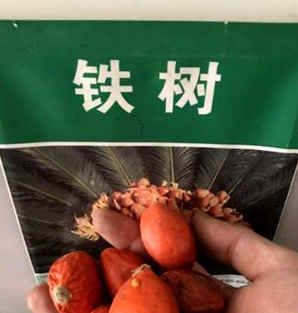 苏铁种子成熟时间
