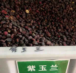 紫玉兰菊苣种子什么样子，紫玉兰种子种植