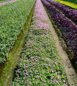红花酢浆草可以一年四季开花吗，红花醡浆草是四季常绿吗